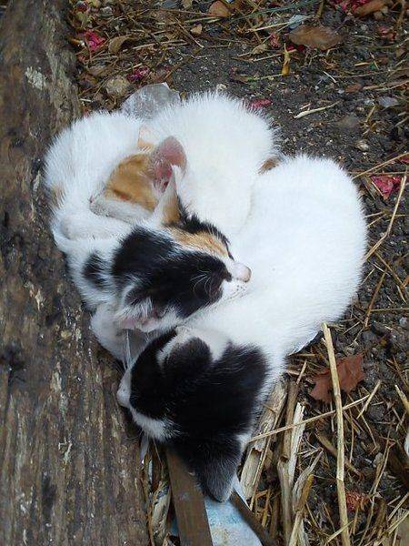 Click image for larger version

Name:	kitten2.jpg
Views:	10
Size:	95.4 KB
ID:	58967