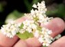 buckwheat_flower1.jpg