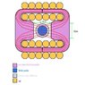 coil flux ratiorew copy.jpg