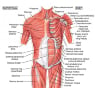 human-chest-muscle-anatomy-muscles-anatomy-chest-chart-of-human-shoulder-muscles-chest-muscles.jpg