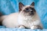 Birman.jpg