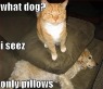 10-hilarious-memes-of-the-relationship-between-cats-and-dogs-1.jpg