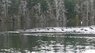 coots low density Feb 24.jpg