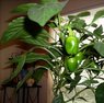 bell peppers 10-06-12.jpg