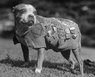 Sgt-stubby-2.jpg