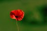 Andre's poppy.jpg