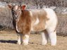 Fluffy cow.jpg