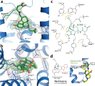 hydrogen bonding in mor.jpg