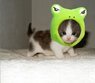 frogkitten6av8py.jpg