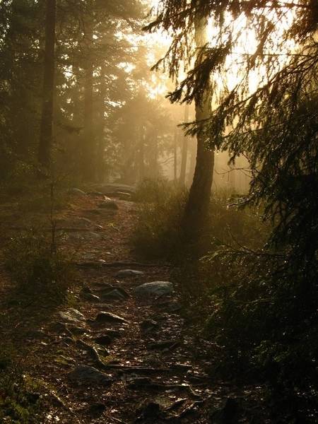 004_skog_lys_stor.jpg
