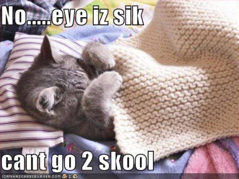 01-sick-cat.jpg