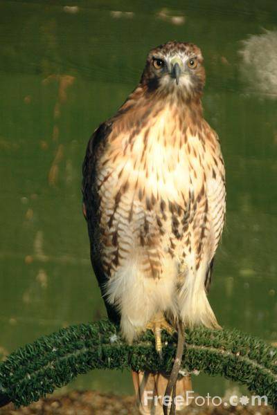 01_01_51---Buzzard_web.jpg
