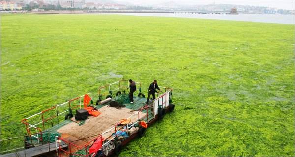 01algae.600.jpg