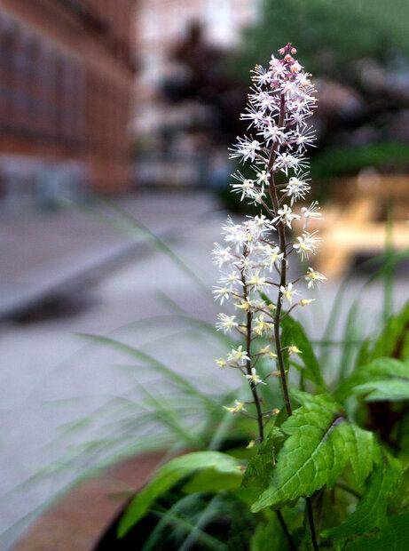 02 - Blommor på Friisgatan (Tokina 28mm f2.8 (FD mount)).jpg