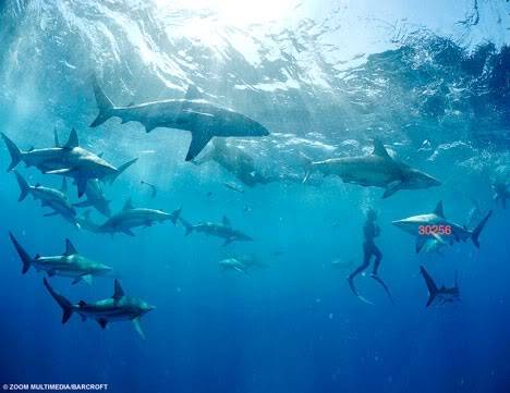 039sharkDM_468x361.jpg