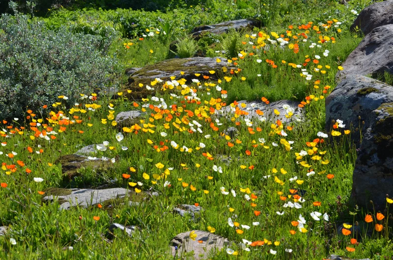 04-Tromso_Botanical_Garden.webp