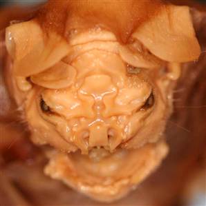 061129_bat_vmed_10a.widec.jpg