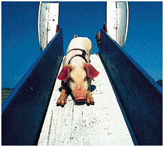06_30pic.gif