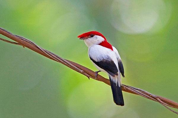 0910-endangered-species-Antilophia-bokermanni_full_600.jpg
