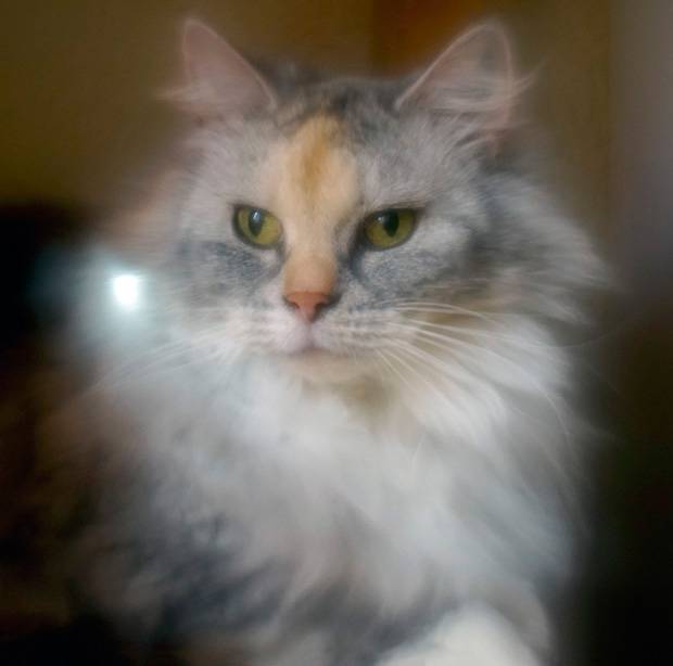 1 - Cat.jpg