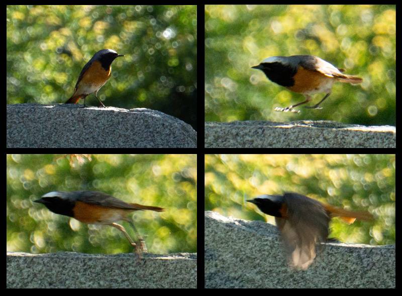 1 - Collage.jpg