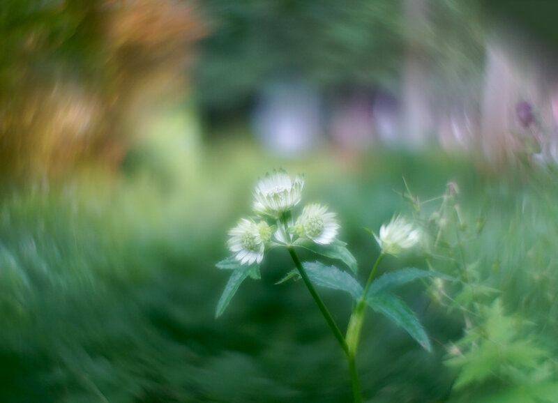 1 - Great masterwort (Astrantia major).jpg