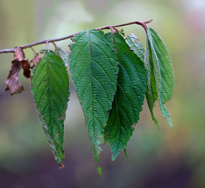 1 - Leaves.webp