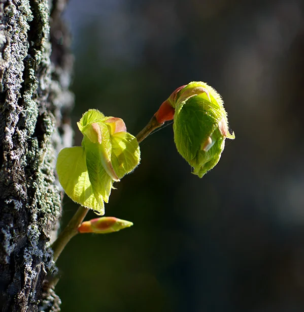 1 - New foliage of a linden tree.webp