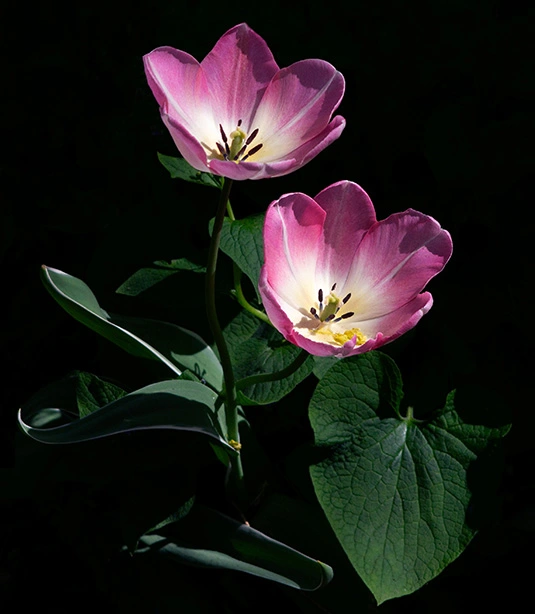 1 - Pink tulips.webp