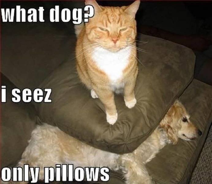10-hilarious-memes-of-the-relationship-between-cats-and-dogs-1.jpg
