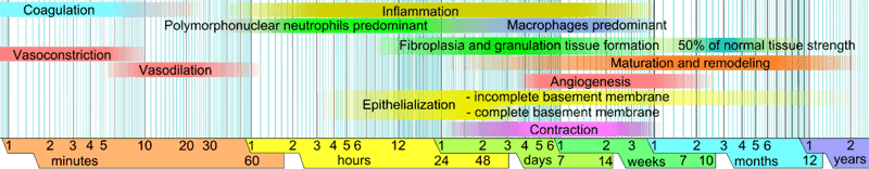 1024px-Wound_healing_phases.png