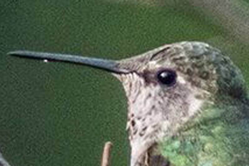 1080p_cropped_to_620p_3x2_enlarged.jpg