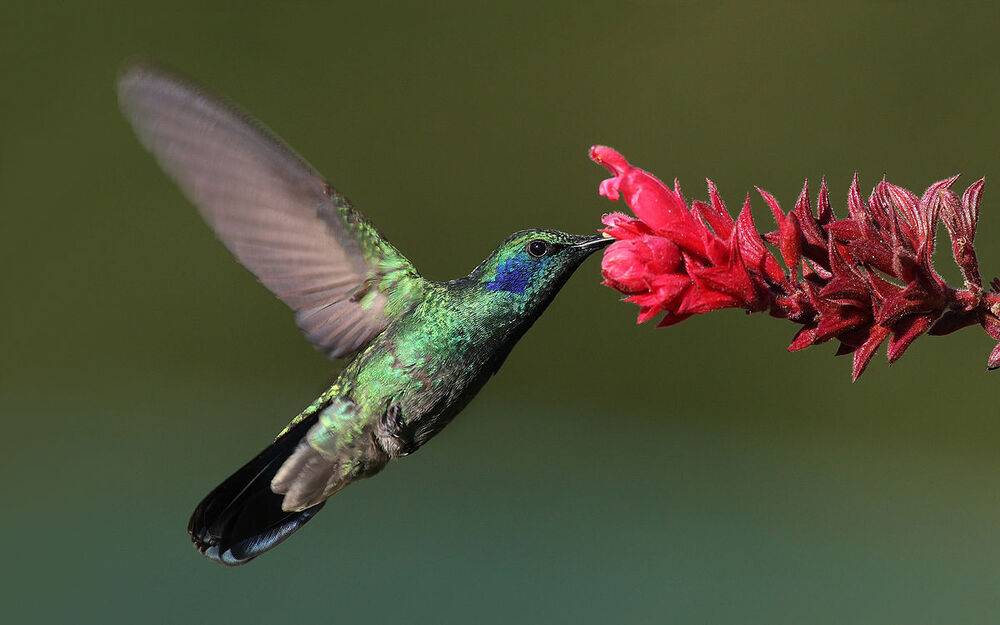 1200px-Colibri-thalassinus-001-edit.jpg