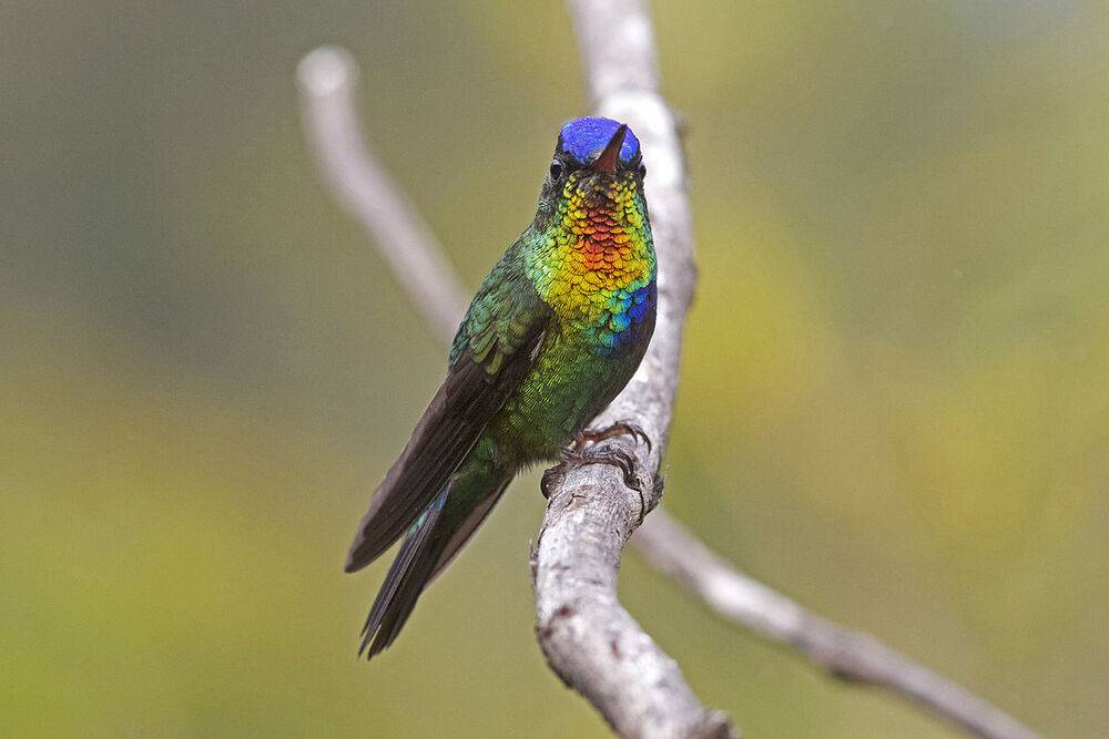 1200px-Fiery-throated_Hummingbird.jpg