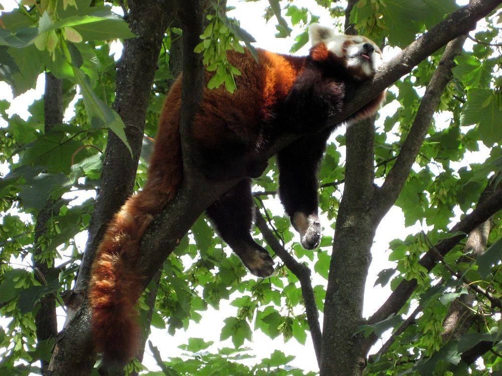 1200px-Tiergarten_Schoenbrunn_Kleiner_Panda_2.jpg