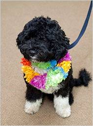 12dogblog2.jpg