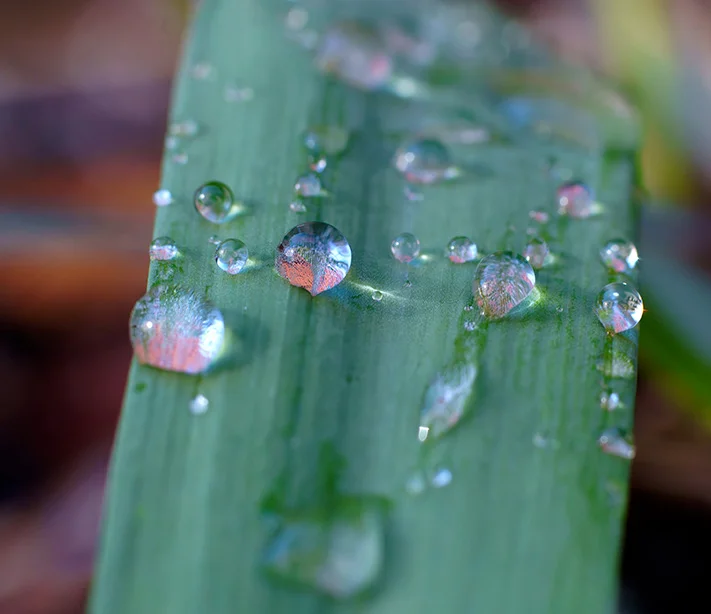 14 (Canon nFD 50mm f1.4).webp