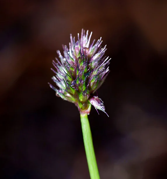 15 (Canon nFD 50mm f1.4).webp