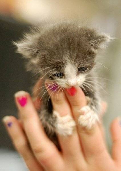 15-really-cute-kittens-14.jpg