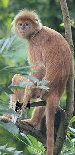 150px-Armed_monkey.jpg