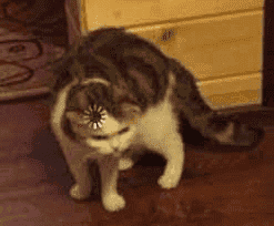 1626972009451.png