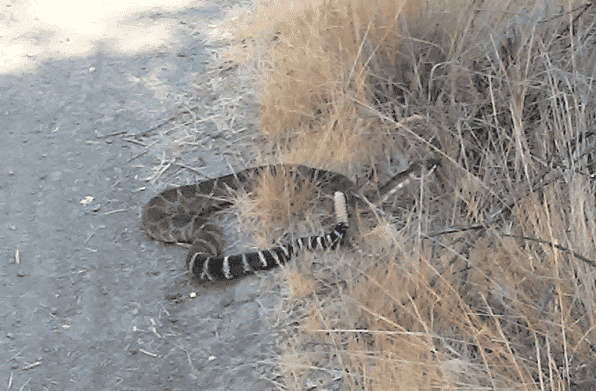 To Scientists' Surprise, Even Nonvenomous Snakes Can Strike at Ridiculous  Speeds, Science