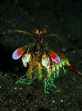 170px-Mantis_shrimp_from_front.jpg