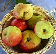 180px-Malus_Goldrenette_F._v._Berlepsch.jpg