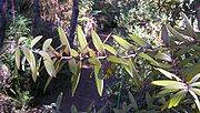 180px-Young_kauri_leaves.jpg