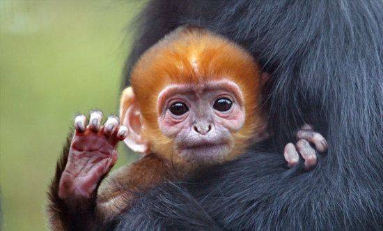 1e87bd3ae599e2de_zoobaby_2_large.preview.jpg