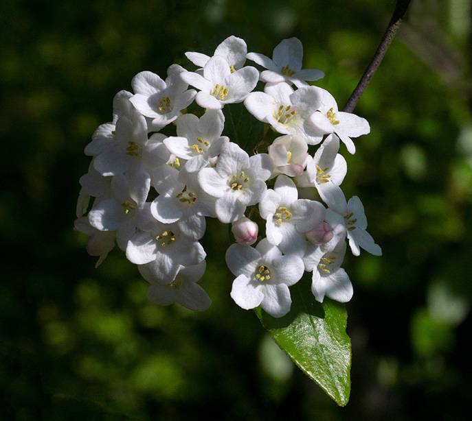 2 Arrowwood (Viburnum carlesii).jpg