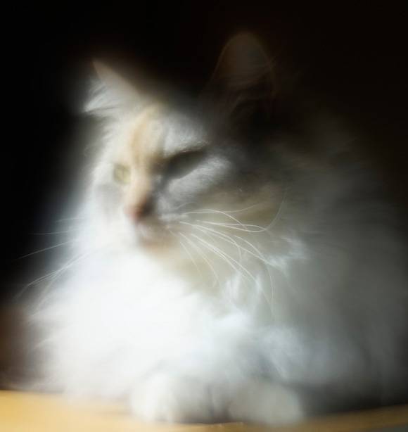 2 - Cat.jpg