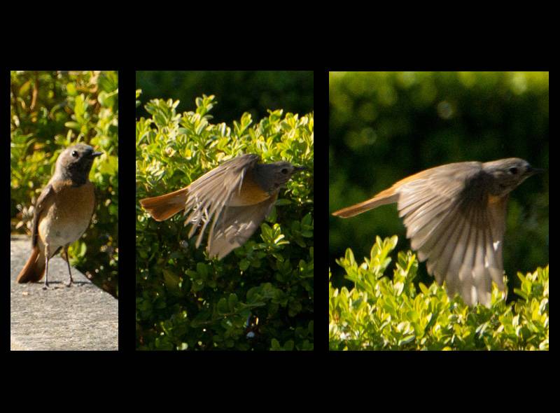 2 - Collage.jpg