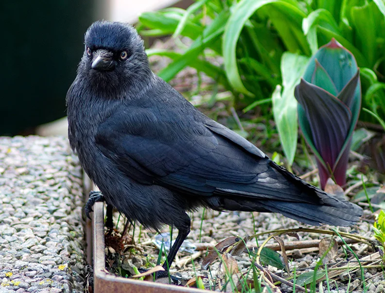 2 - Jackdaw.webp